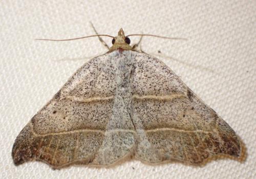 Réf. 324 876 : Laspeyria flexula